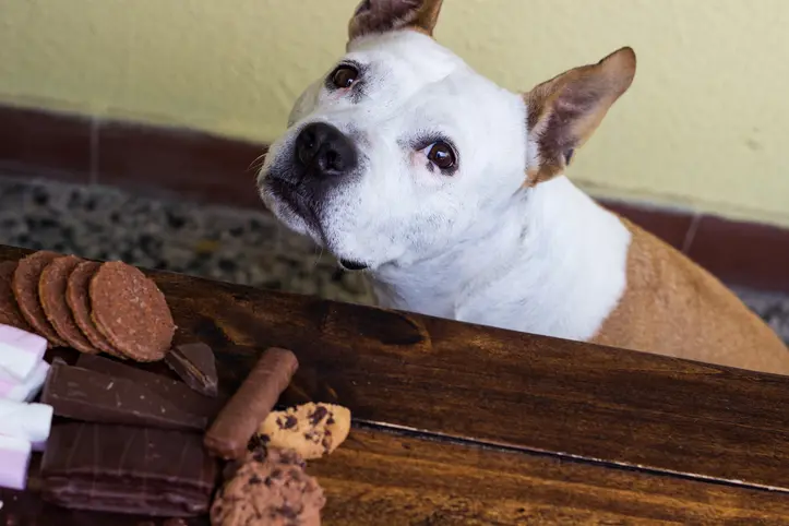 Chocolate toxicity in pets spikes during the holidays, claims show