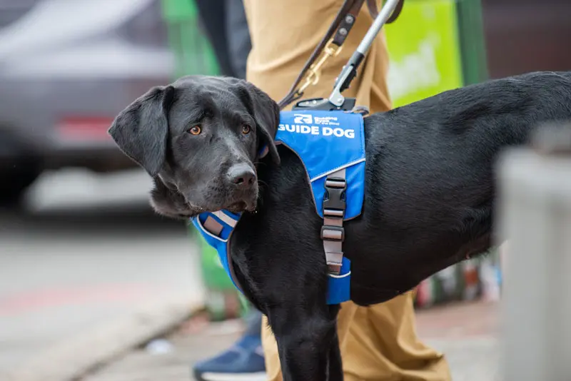 Caring for guide dogs