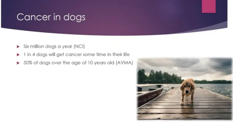 Guiding Choices: The GP Role in Pet Cancer Treatment and Palliative Care