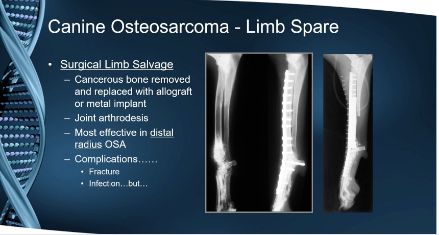 Immunotherapy in Veterinary Oncology: Past, Present, and Future