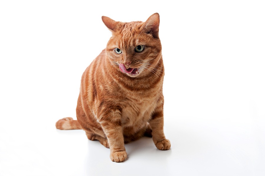 Awareness campaign highlights risks of feline obesity