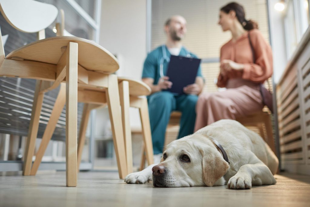 Industry collab bolsters access to veterinary behaviorists