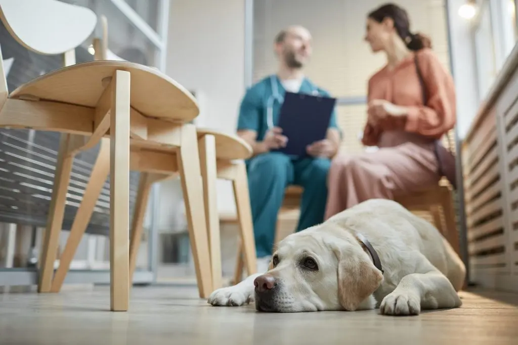 Industry collab bolsters access to veterinary behaviorists