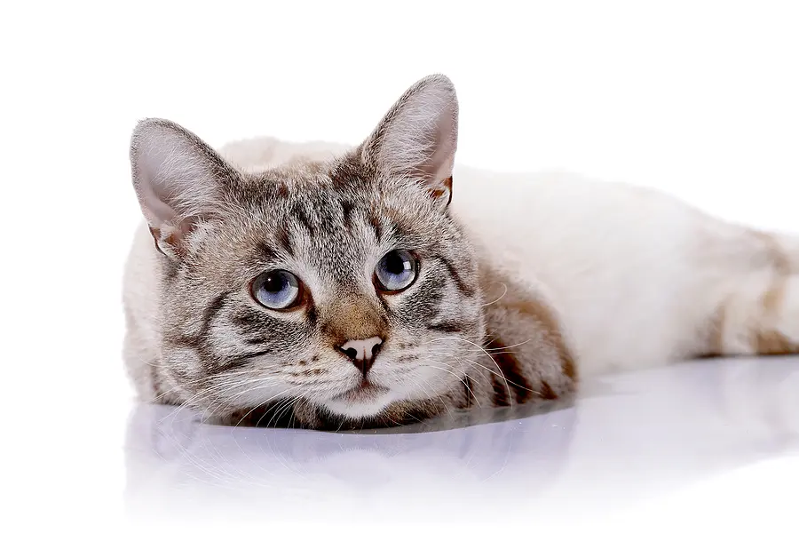 California bans cat declawing with signing of <i>AB 867</i>