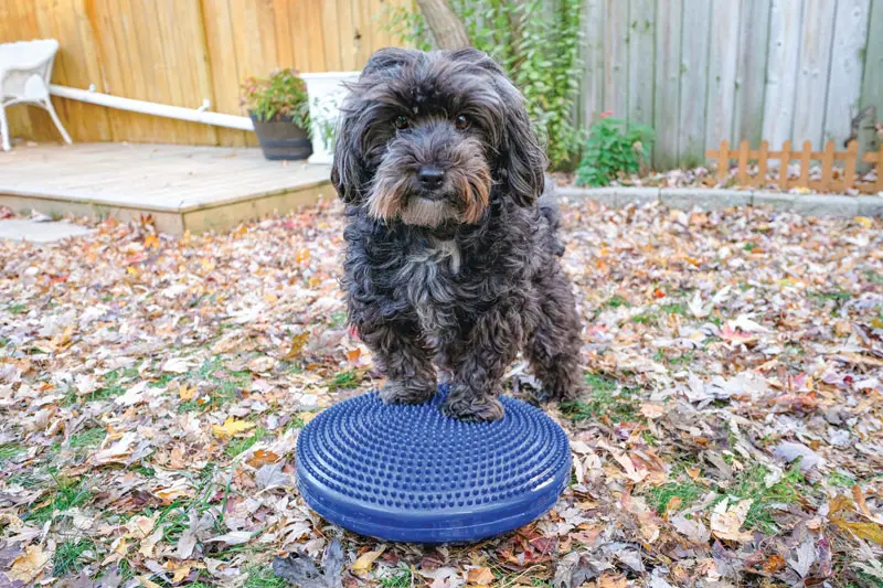 Physical rehab in vet med