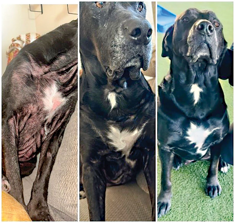 Providing therapeutic options to manage canine atopic dermatitis