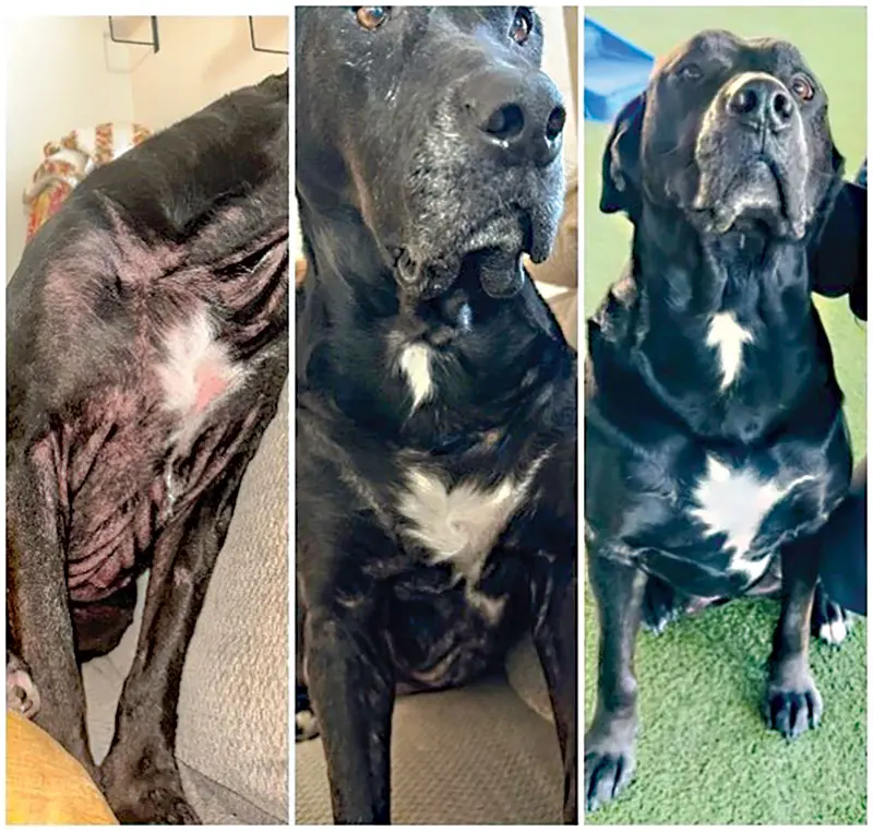 Providing therapeutic options to manage canine atopic dermatitis