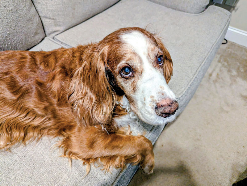 Nutrition management in aging pets