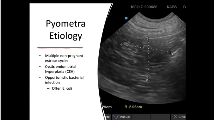 Non-Surgical Treatment Options for Pyometra and Pregnancy Termination