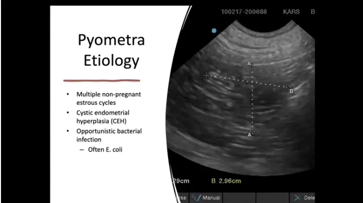 Non-Surgical Treatment Options for Pyometra and Pregnancy Termination