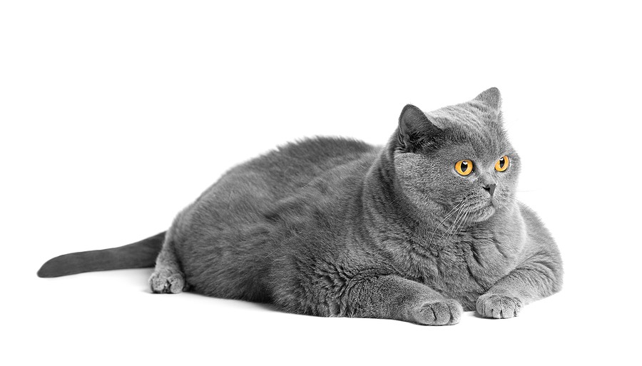 New GLP-1 clinical trial aims to regulate feline appetite