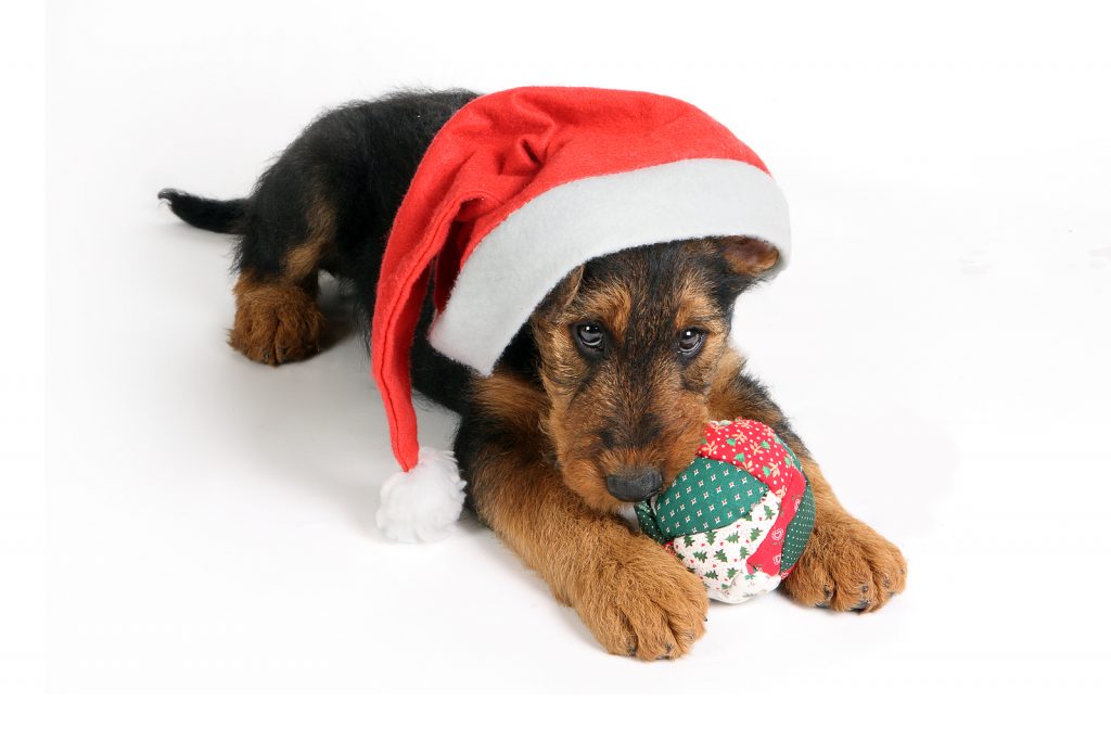 Holidays bring rise in pet emergencies, insurance data shows