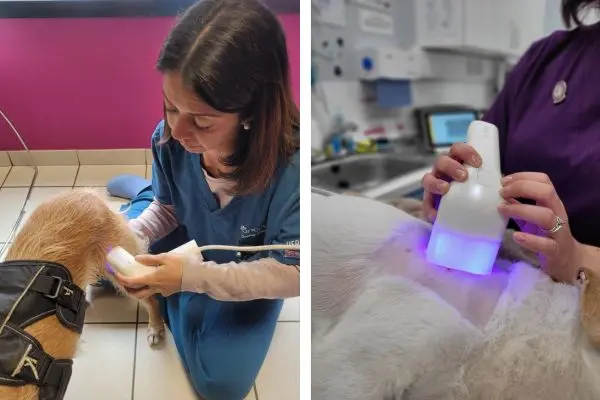 Non-invasive tumor detection for dogs improves patient outcome