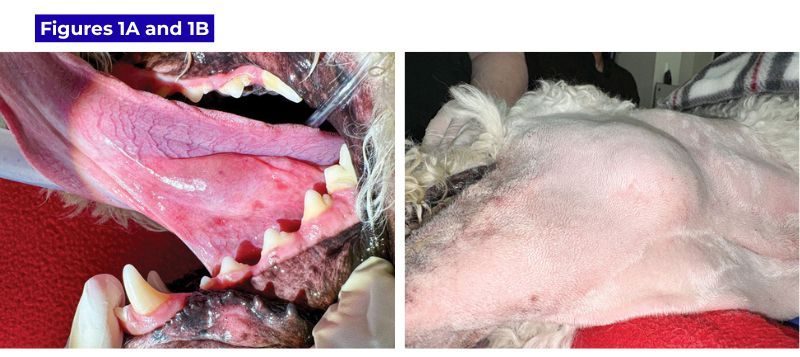 Close-up shots of a dog's mouth and neck.