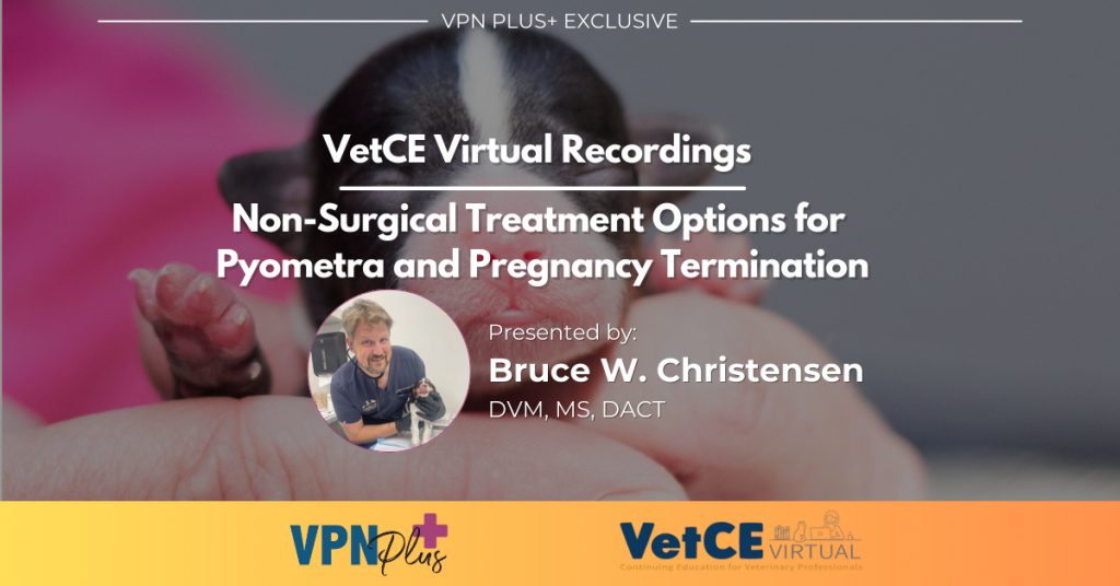 Non-Surgical Treatment Options for Pyometra and Pregnancy Termination