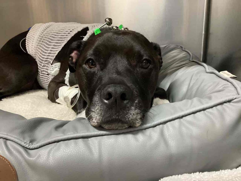 Dog survives 17 minutes of CPR after drug ingestion