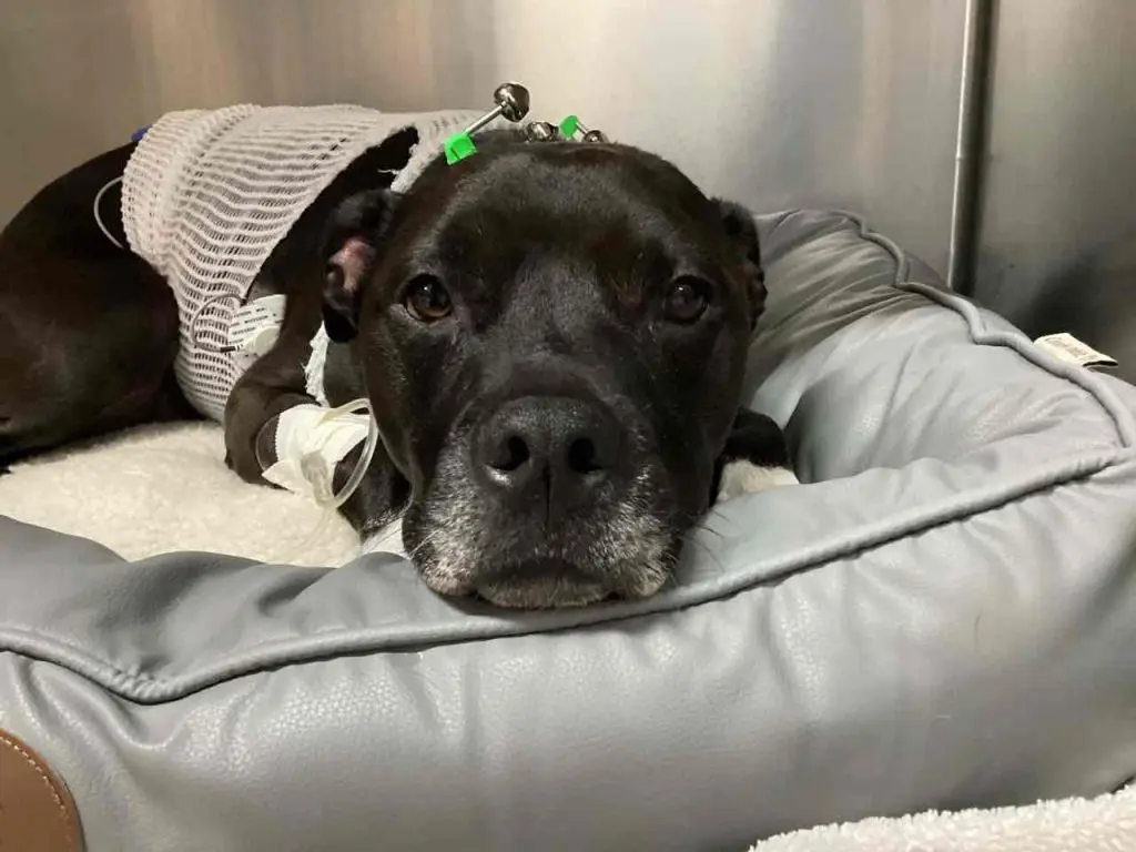 Dog survives 17 minutes of CPR after drug ingestion