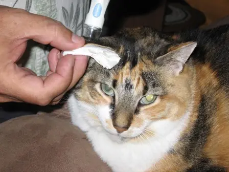 Vet techs' role in diabetes education