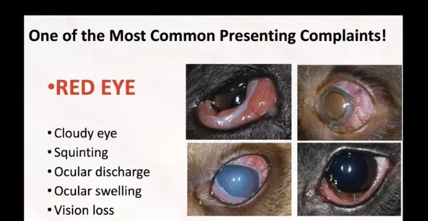 Managing the Red Eye: Conjunctival Disease or Something Else?