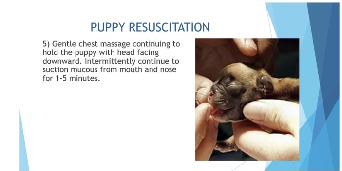 Neonatal Care and Resuscitation