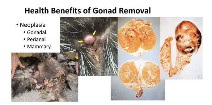 Updates on Spay/Neuter Recommendations