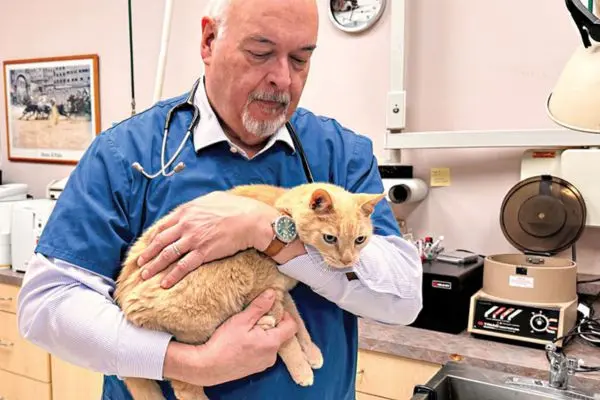 Geriatric pain: A look at common considerations for pain management in senior pets