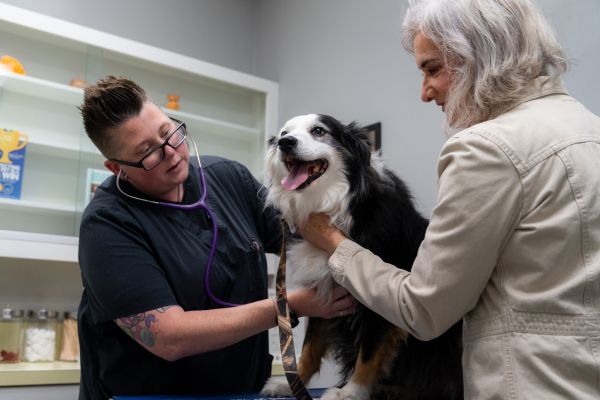 FDA accepts safety data for canine longevity drug