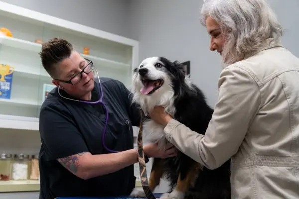 FDA accepts safety data for canine longevity drug