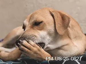 Fast Itch Relief for Canine Patients