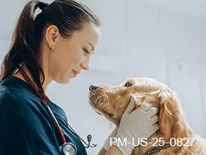 Fast Itch Relief for Canine Patients