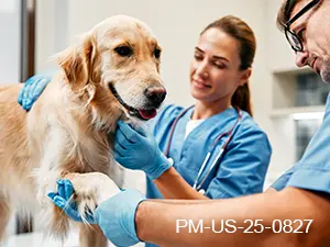 Fast Itch Relief for Canine Patients