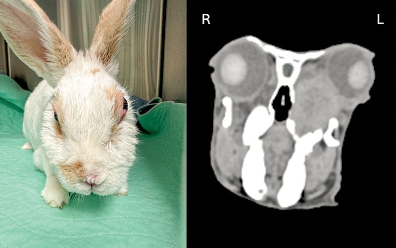 A full review of rabbit odontogenic abscesses, from tooth to tissue