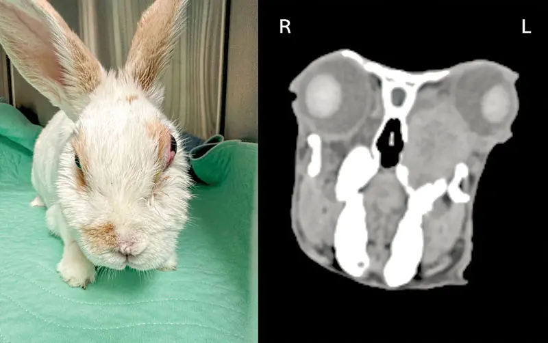 A full review of rabbit odontogenic abscesses, from tooth to tissue