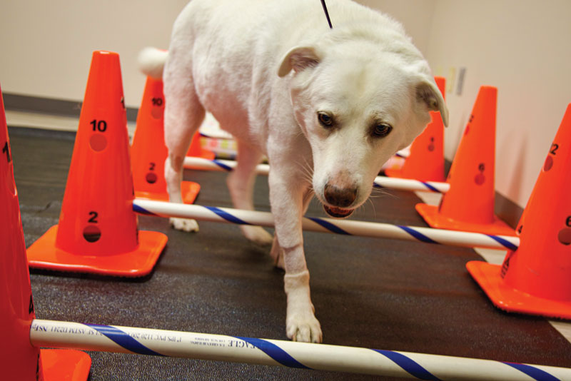 Exercise therapy for managing OA