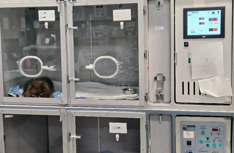 The ultimate guide to navigating CHF emergency cases, part 2