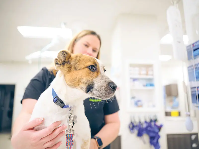 A close look at monoclonal antibodies for managing canine OA pain