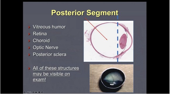 Putting the 'Fun' in Fundus: Examining the Posterior Segment of the Eye