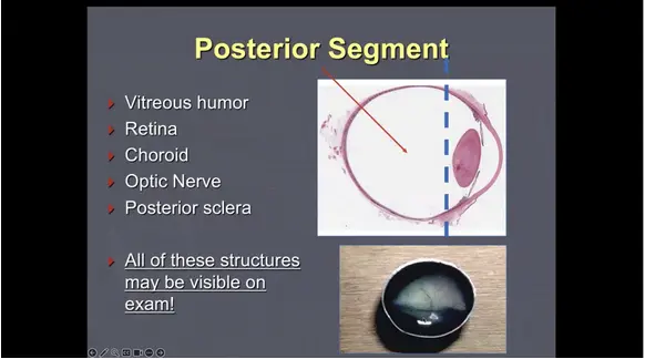 Putting the 'Fun' in Fundus: Examining the Posterior Segment of the Eye