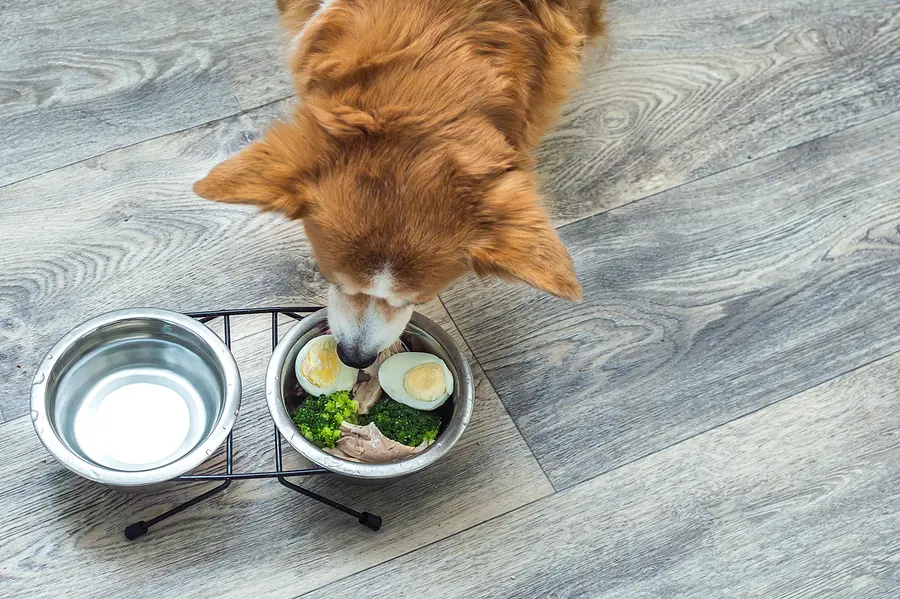 The fresh pet food movement