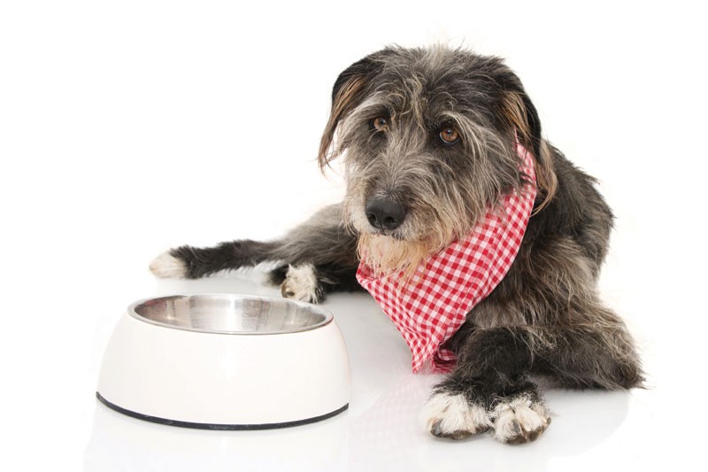 Pet food additives–concerning, or no big deal?