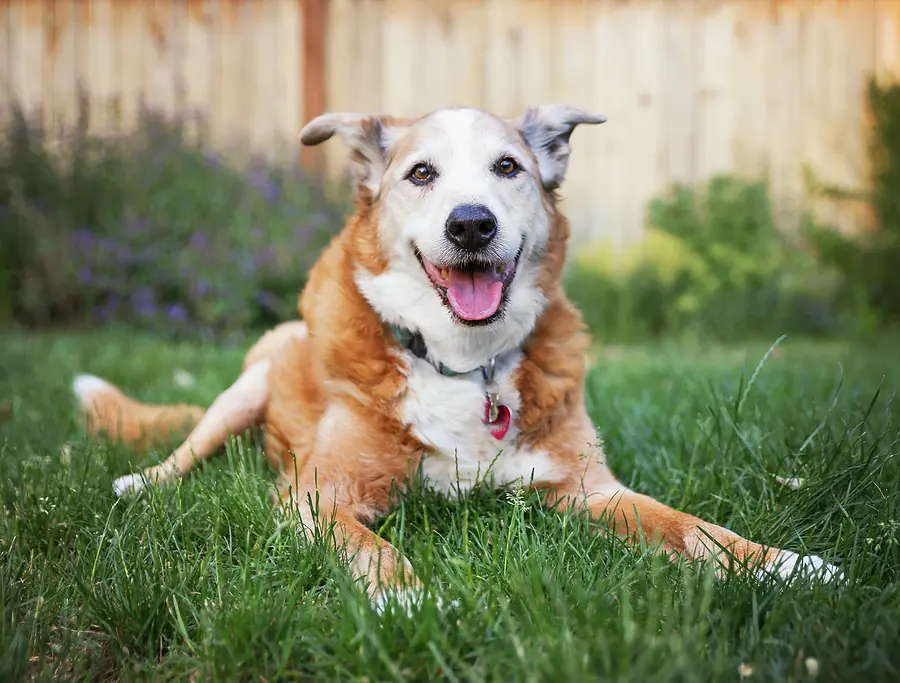 $100M raised to advance canine longevity drug toward FDA review