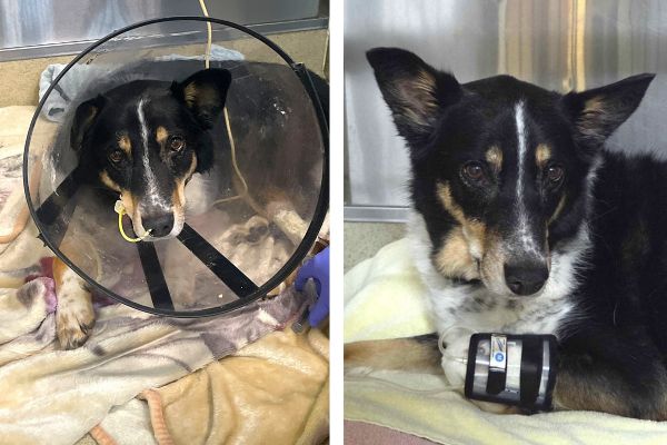 Emergency care saves dog from nearly fatal salmon poisoning disease