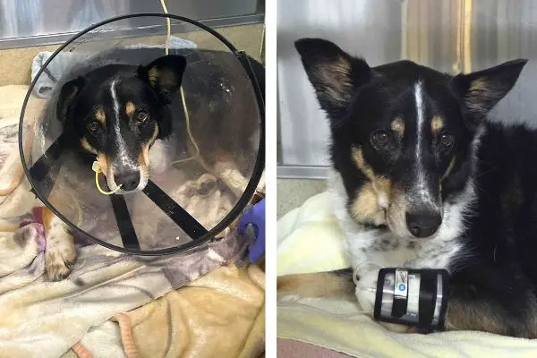 Emergency care saves dog from nearly fatal salmon poisoning disease