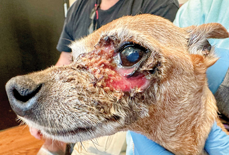 The case of a dog's 'melting' face