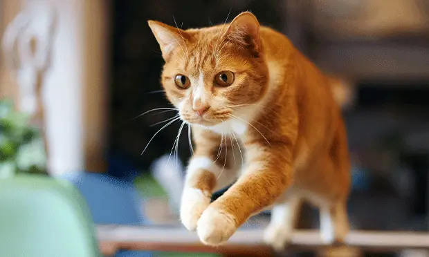 Hill's Prescription Diet Metabolic Weight + j/d