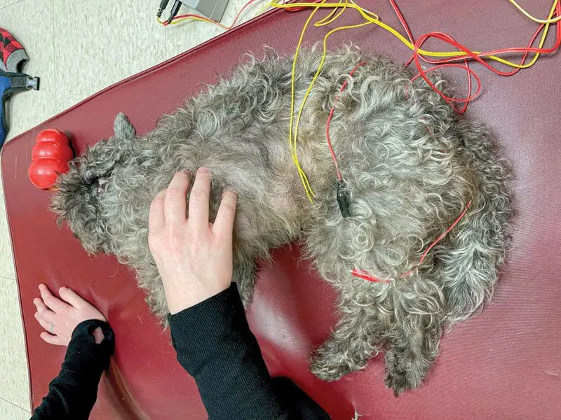 Rehab first for patellar luxation