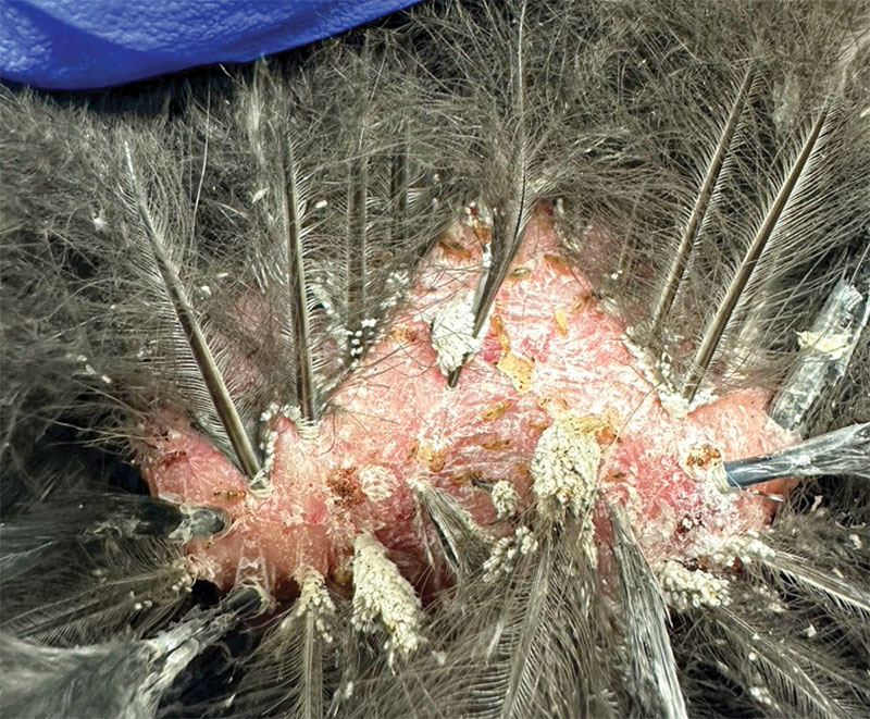 A review of common ectoparasites of backyard chickens