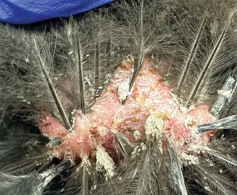 A review of common ectoparasites of backyard chickens