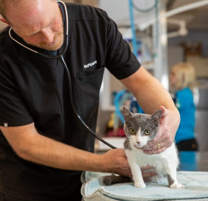 The gold standard of care for pets in their golden years