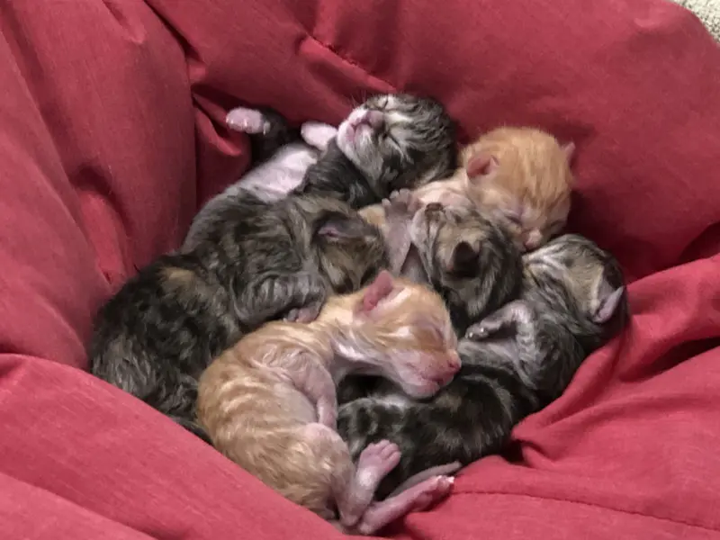 Must-know tips to anesthetize pediatric patients